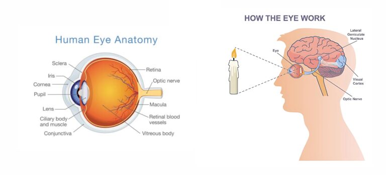 The Eye Brain Connection How Cognitive Health Impacts Visual Processing And Overall Eye Wellness Scaled
